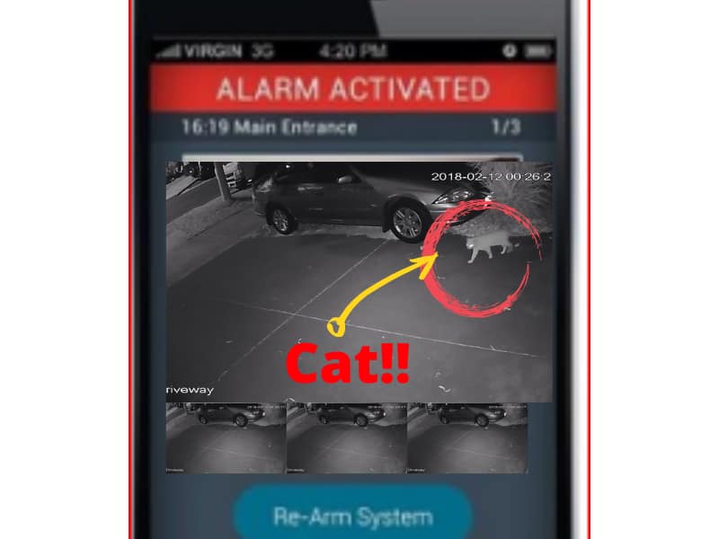 cat-caused-false-alarm